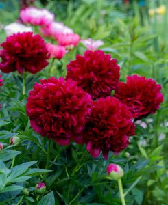 Paeonia lactiflora Command Performance