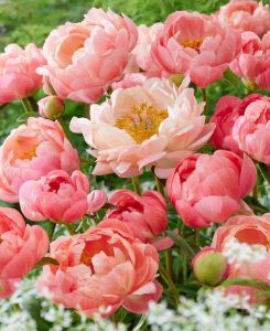 Paeonia lactiflora 'Coral Charm'