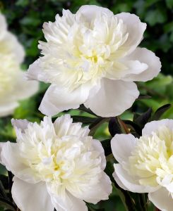 Paeonia lactiflora 'Duchesse de Nemours'