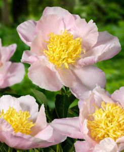 Paeonia lactiflora 'Garden Lace'