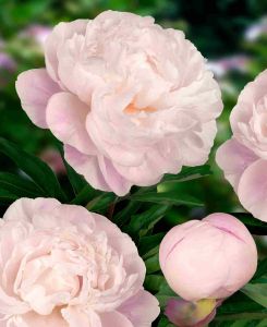 Paeonia lactiflora Gardenia