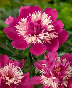 Paeonia lactiflora 'Top Hat'