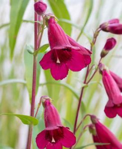 Penstemon Rich Ruby