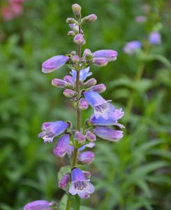 Penstemon Stapleford Gem