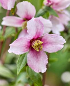 Philadelphus Petite 'Perfume Pink'