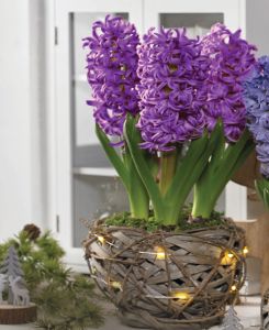 Illuminated Rustic Basket Hyacinth Purple Passion