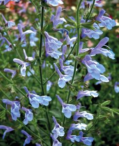 Salvia 'African Sky'