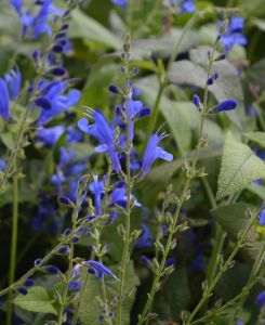 Salvia sagittata Blue Butterflies