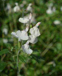 Salvia Cool Cream