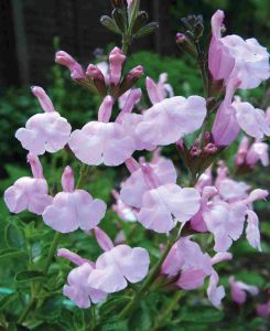 Salvia x jamensis 'Peter Vidgeon'