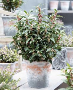 Sarcococca hookeriana 'Winter Gem' 