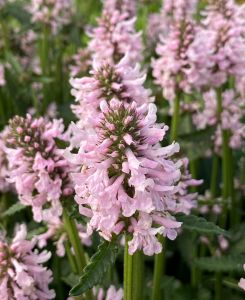 Betonica officinalis 'Summer Sweets' 