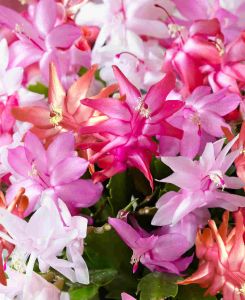 Cascading Christmas Cactus