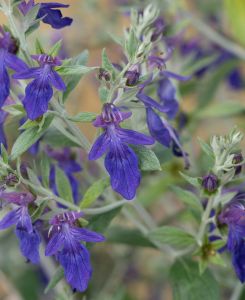 Teucrium fruticans Curacao