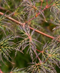 Acer palmatum dissectum Emerald Lace