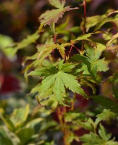 Acer palmatum Going Green