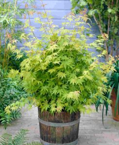 Acer palmatum Orange Dream