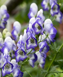 Aconitum Bicolor