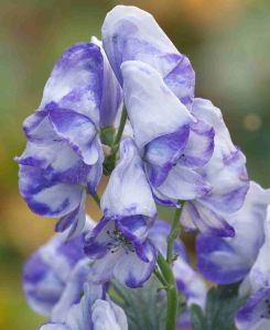 Aconitum carmichaelii 'Cloudy'