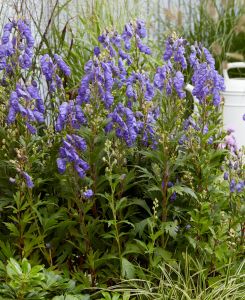 Aconitum carmichaelii Pershore Abbey