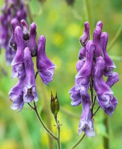 Aconitum Purple Sparrow