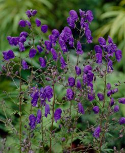 Aconitum henryi 'Sparks Variety'