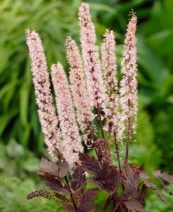 Actaea simplex Pink Spike