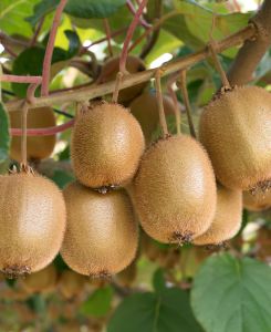 Actinidia deliciosa Boskoop