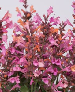 Agastache Kudos Ambrosia