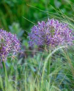 Allium 'Cristophii'