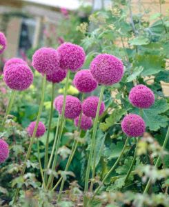 Allium giganteum