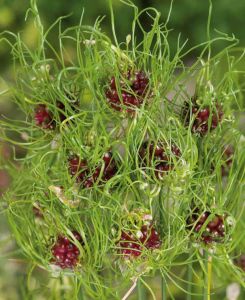 Allium Hair