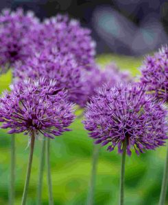 Allium hollandicum 