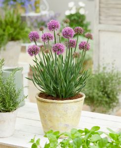 Allium Little Sapphire