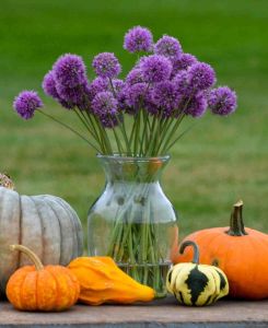 Allium senescens Medusas Hair