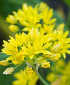 Allium stipitatum 'Moly'