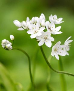 Allium Neapolitanum