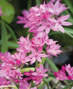 Allium Oreophilum