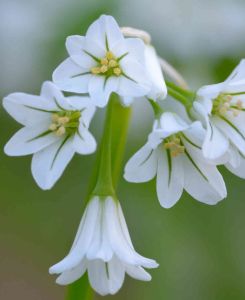 Allium Triquetrum