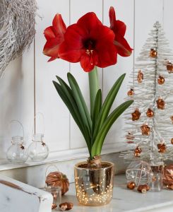 Illuminated Vase and Amaryllis