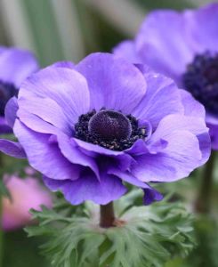 Anemone coronaria 'Mister Fokker'