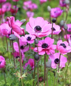 Anemone coronaria 'Sylphide'