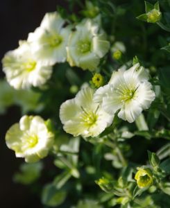 Arenaria montana 'Lemon Ice'