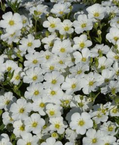 Arenaria montana 'Snow White'