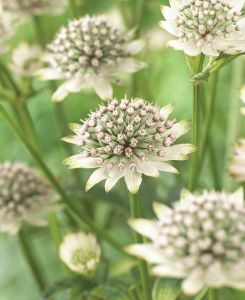 Astrantia major Star of Billion 