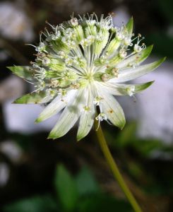 Astrantia bavarica