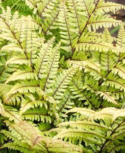 Athyrium otophorum Okanum