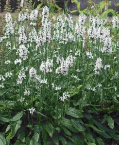 Betonica officinalis 'Summer Snowcone'