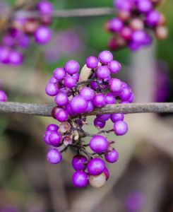 Callicarpa bodinieri var. giraldii Profusion