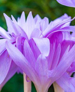 Colchicum 'Waterlily'